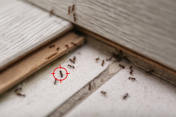 Best Rat Extermination Near Me  in Wellsville, KS