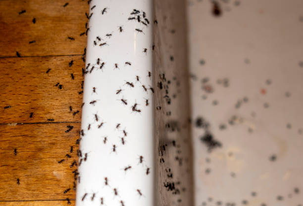 Best Affordable Pest Control Services  in Wellsville, KS